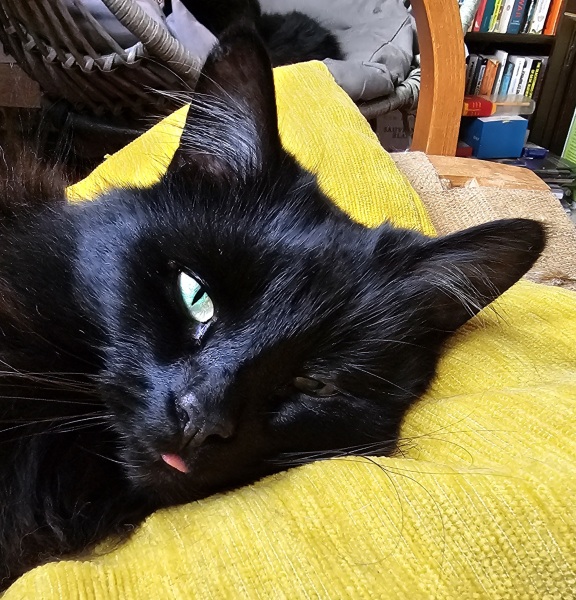 Christmas with the Excellent Cats