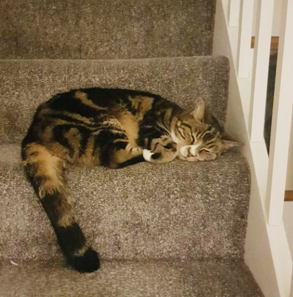 Pet photo thread