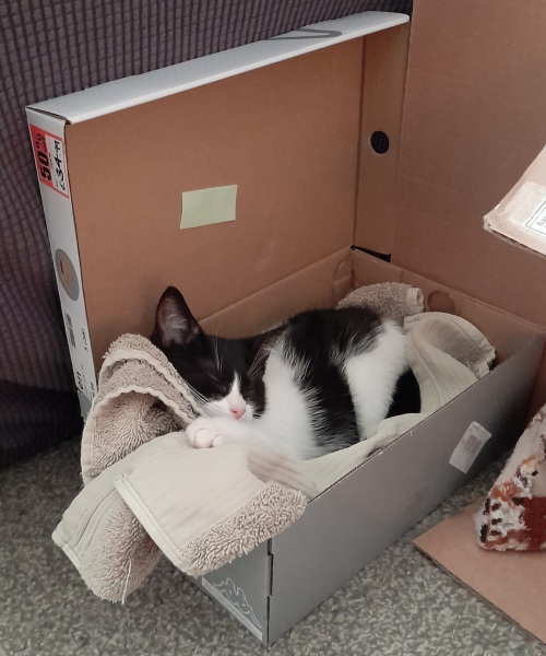 Kitten coming home this week :D