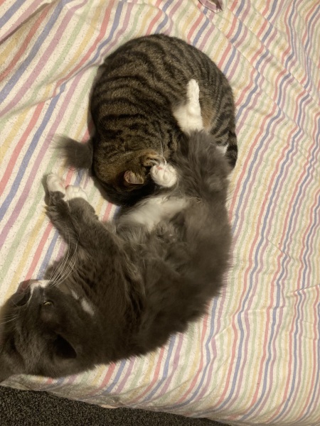 Bedside Crib For Cats?