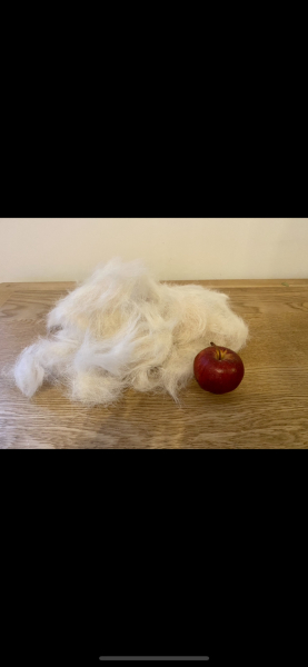 Puppy Survival Thread - for old and new pups heading into winter