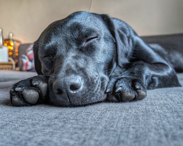 Puppy Survival Thread - for old and new pups heading into winter