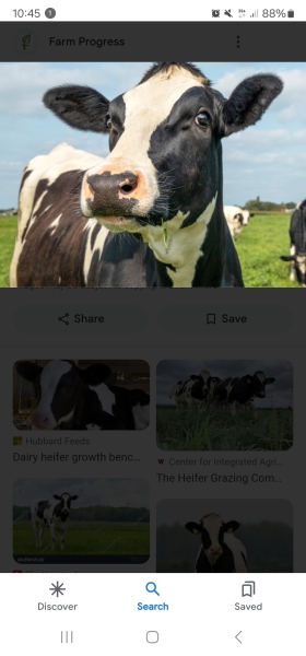 What do you think of Clover?