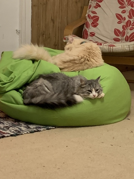 Siberian cats