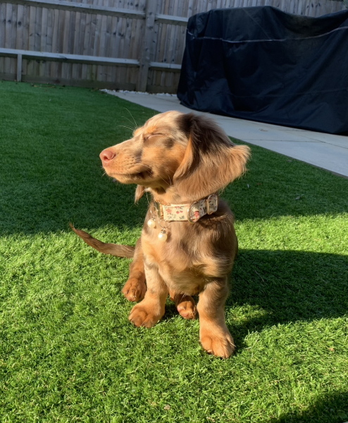 Miniature Dachshund name