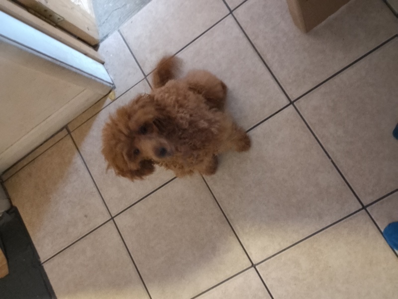 Pet photo thread