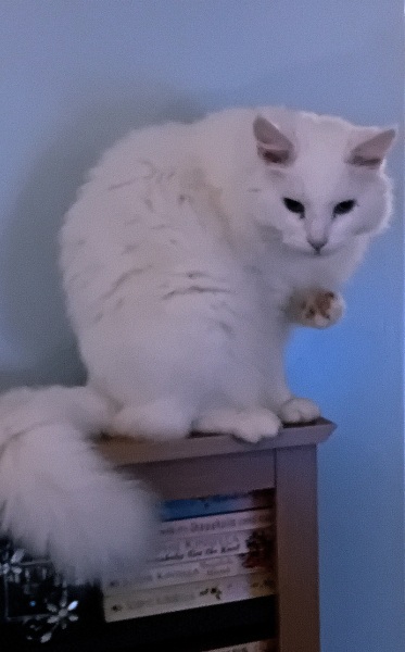 Tales and Tails and NMCs  -  the Excellent Cats March On