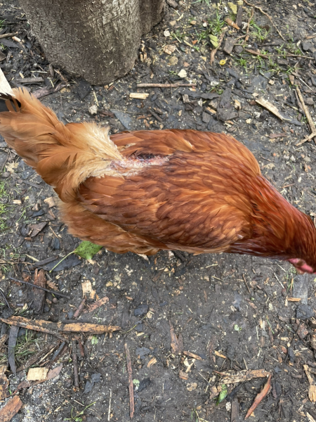 chicken now being pecked by the others (following loss of feathers) ! How do I help her? Photo included