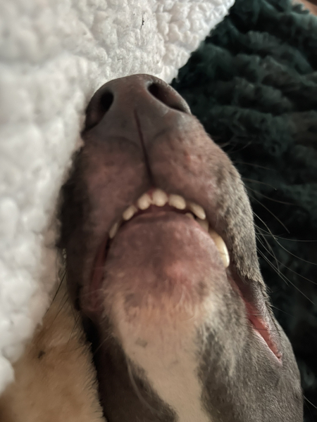 Pet photo thread