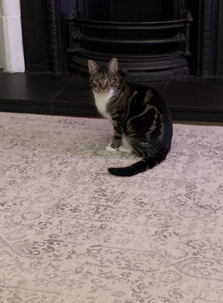 How to stop the cat scratching furniture?
