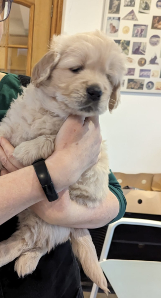 What do I need to know about getting a golden retriever?