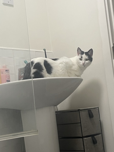 My cat is being spayed today and I’m an anxious mess.