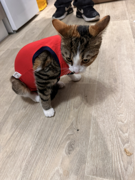 Kitten vests
