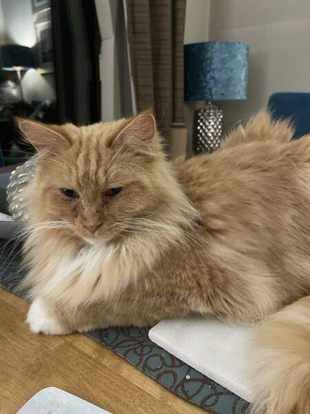 @Mrsflood is my cat part main coon