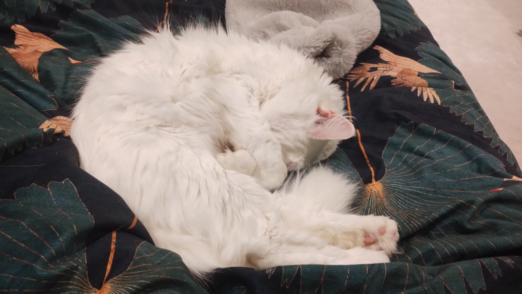 Stage IV cancer? Incurable? Roll up, roll up, this thread is for you!