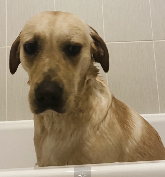 Do your dogs get walked every day, regardless of the weather ? How do they react to going out in the wet and cold ?