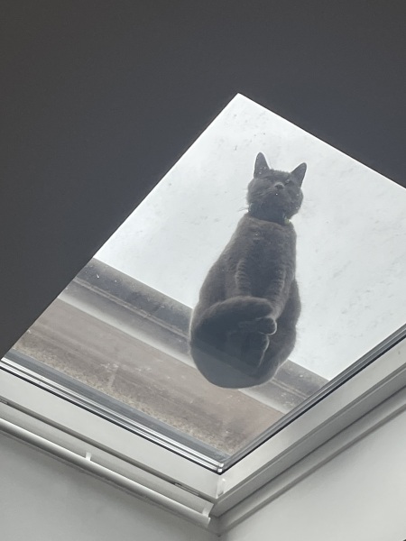 Russian Blue Cats