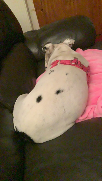 What is your dog doing right now?