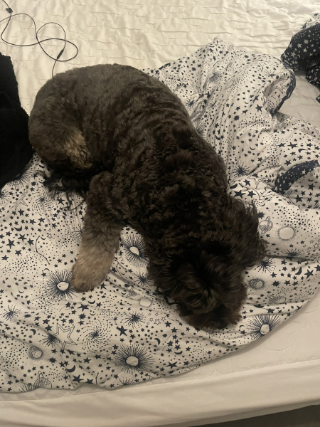What is your dog doing right now?