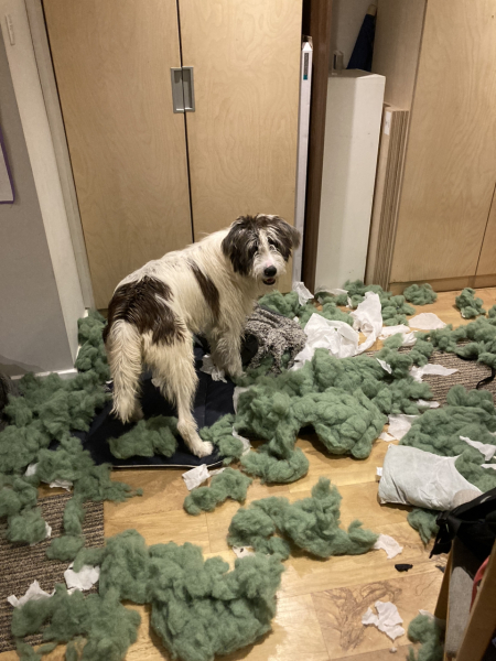 please cheer me up with photos of your guilty looking dogs