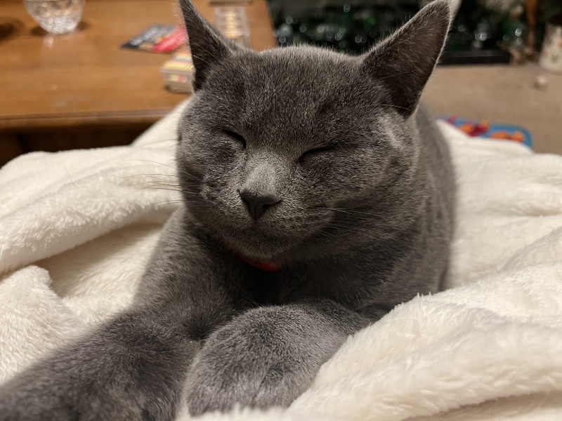 Tales and Tails and NMCs  -  the Excellent Cats March On