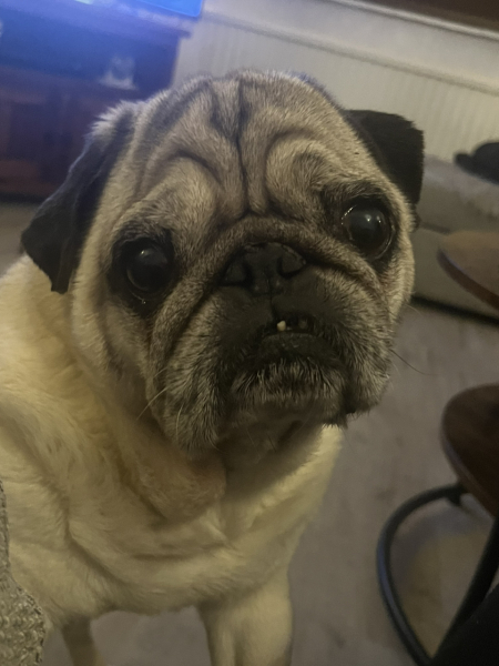 Pet photo thread