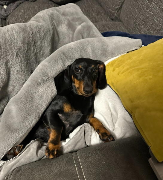please cheer me up with photos of your guilty looking dogs