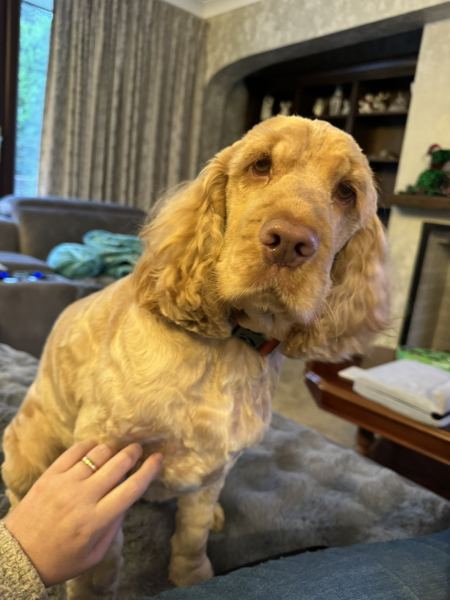 What is your dog doing right now?