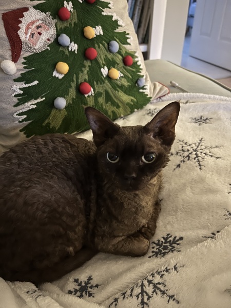 What compliments do you pay your cat?