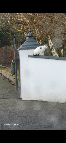 Cat's breathing odd