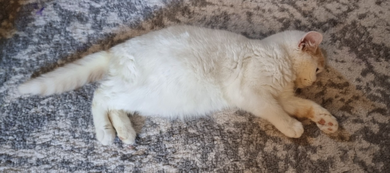 Advice needed for situation with poorly cat
