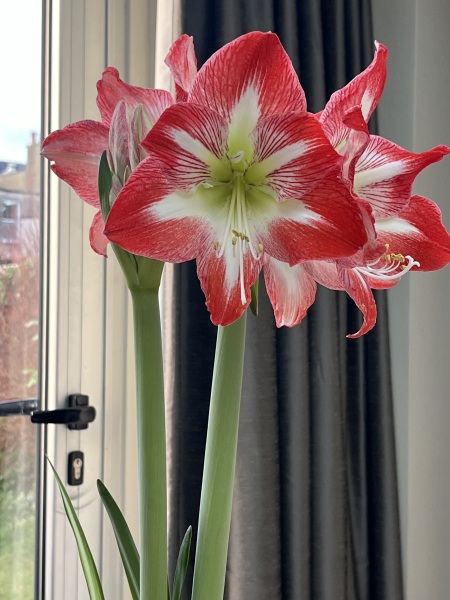 Who'd like an Amaryllis (Hippeastrum) thread?