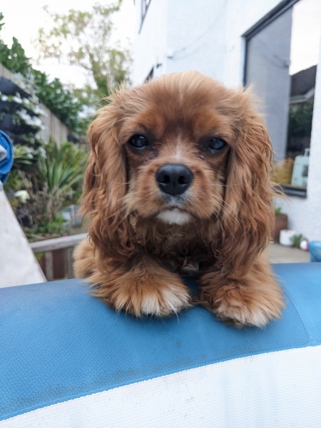 Small dog that's not a Terrier?