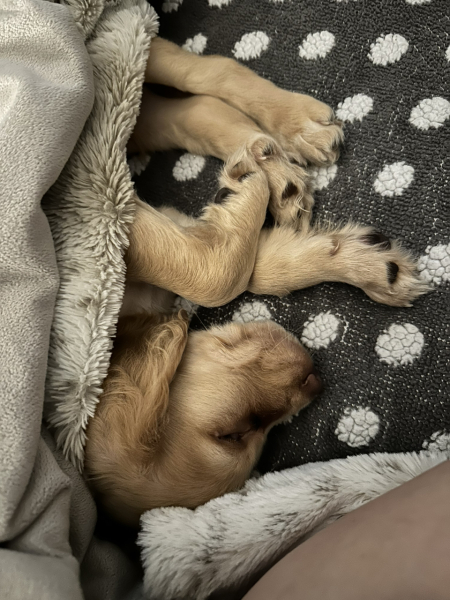 please cheer me up with photos of your guilty looking dogs