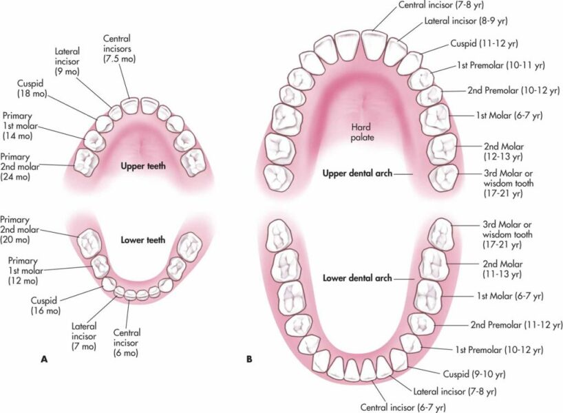 First teeth