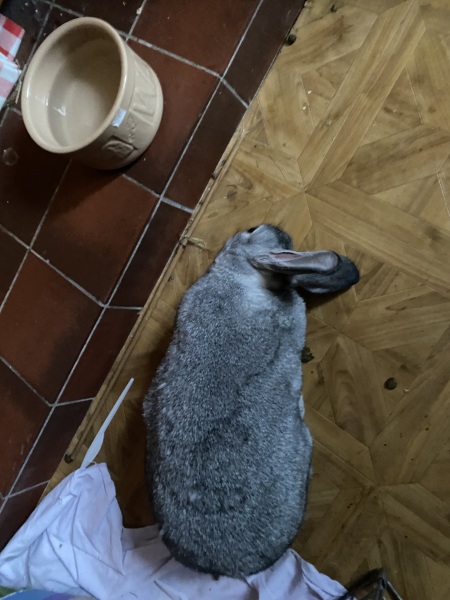 Strange animal in my house!
