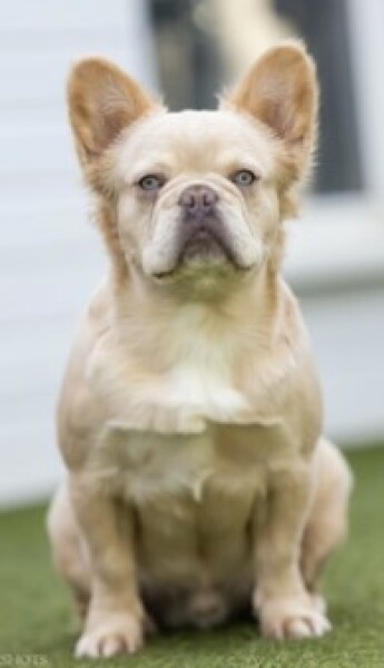 French Bulldogs - Why so much negativity on here?