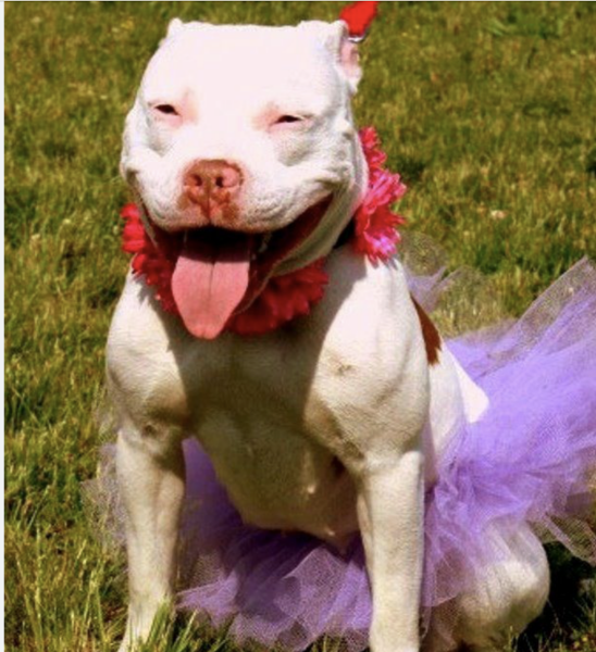 XL bully dogs and Scotland