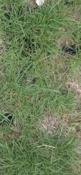New Build - Issue with Garden