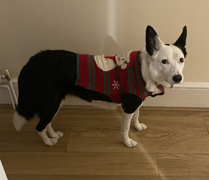 Pet photo thread