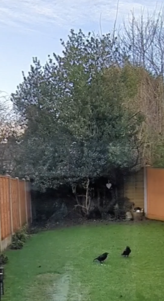 To be scared that I’m still marked by the crows?