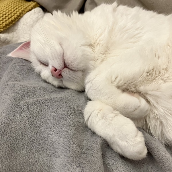 What compliments do you pay your cat?