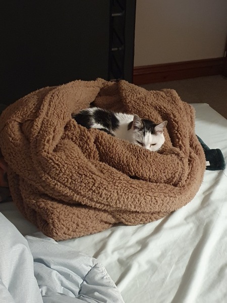 What's up with my cat?