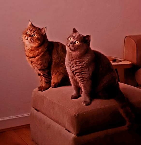 Christmas with the Excellent Cats