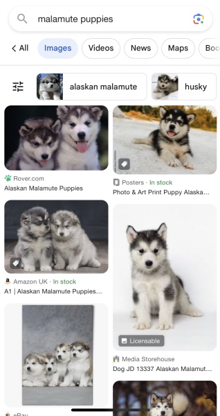 What is this dog breed?!