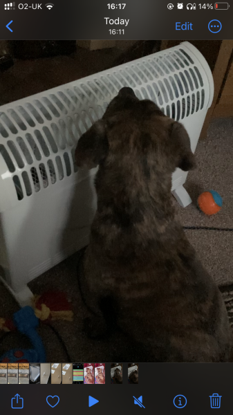 What is your dog doing right now?