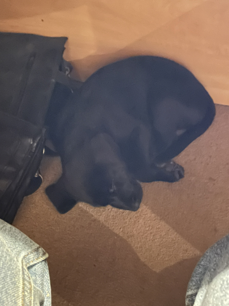 What is your dog doing right now?