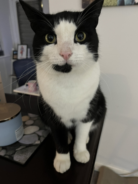 Help please - not my cat!