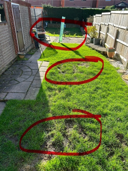 Help needed! Boggy Garden