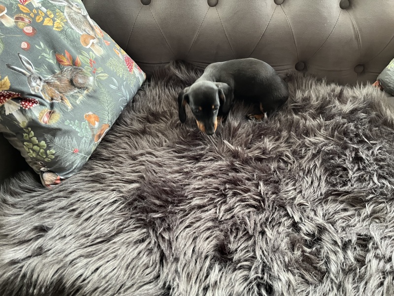 Miniature Dachshund name